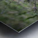 Lionness masai mara Metal print