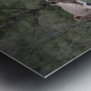 Lions masai mara Metal print