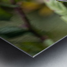 Chickadee Metal print