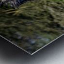 Augur buzzard Lake Nakuru kenya Metal print