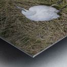 Egert Amboseli National Park Kenya Metal print