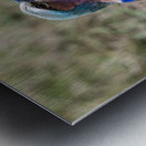 Iilac breasted roller Metal print