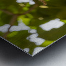 Grey headed kingfisher Amboseli National Park Kenya Metal print