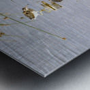 White faced Ibis Sweetwaters kenya Metal print