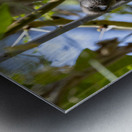 Speckled mousebird Sweetwaters kenya Metal print