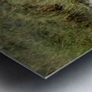 Yellow billed stork Lake Nakuru kenya Metal print