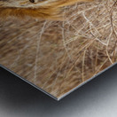 Lion Masai Mara kenya Africa Metal print