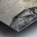 Loiness Sarengeti Africa Metal print