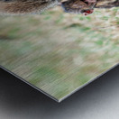 Baboon Lake Nakuru Africa Metal print