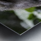 Monkey Forest Bali Metal print