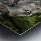 Monkey Forest Bali Metal print