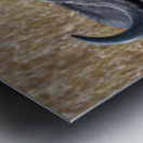 Water Buffalo Sweetwaters kenya Metal print