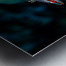 Speckled Maori Wrasse Milolii dock Kona Hawaii Metal print