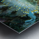 White tipped nudibranch Metal print