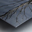 Blue haron pitt lake B.C Metal print