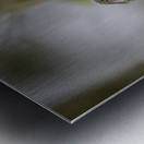 Anns Hummingbird  Fort Langley  Metal print