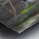 Anns Hummingbird  Fort Langley  Metal print