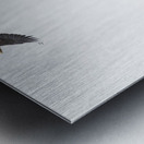 Eagle soaring over a tree Metal print