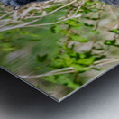 Great Blue Haron 2 Metal print