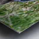 Great Blue Haron Metal print