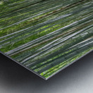 Bamboo forest Kyoto Japan Metal print