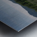 Pano of golden ears Metal print