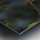 Rufous Hummingbird 3 Metal print