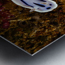 Willan s Chromodoris Nudibranch Mukilteo Washington USA Metal print