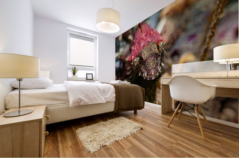 Scalyhead sculpin Keystone jetty Washington state  Mural print