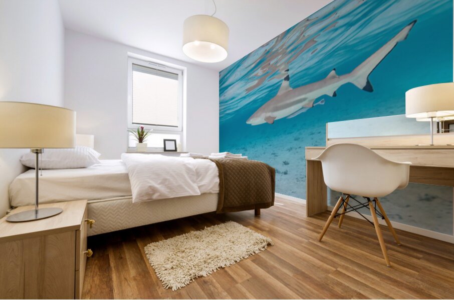 Black Tip Shark Mural print