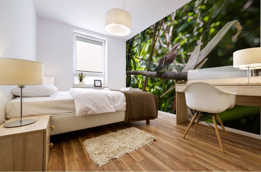 Bird of Paradise Papua New Guinea  Mural print