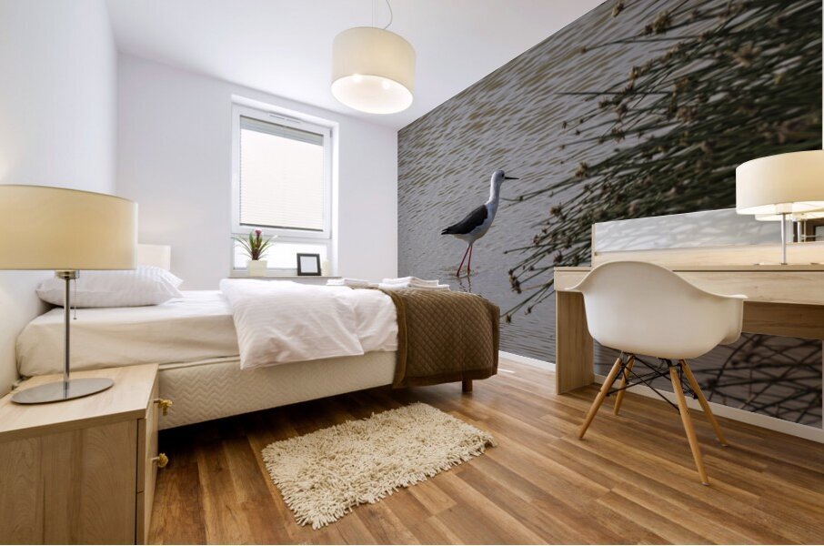 Black winged stilt Sweetwaters kenya Mural print