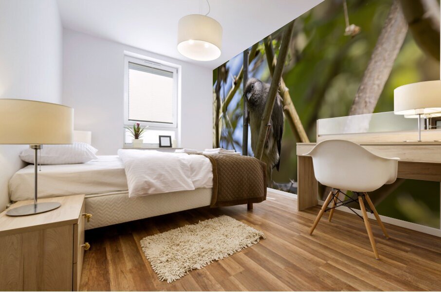 Speckled mousebird Sweetwaters kenya Mural print