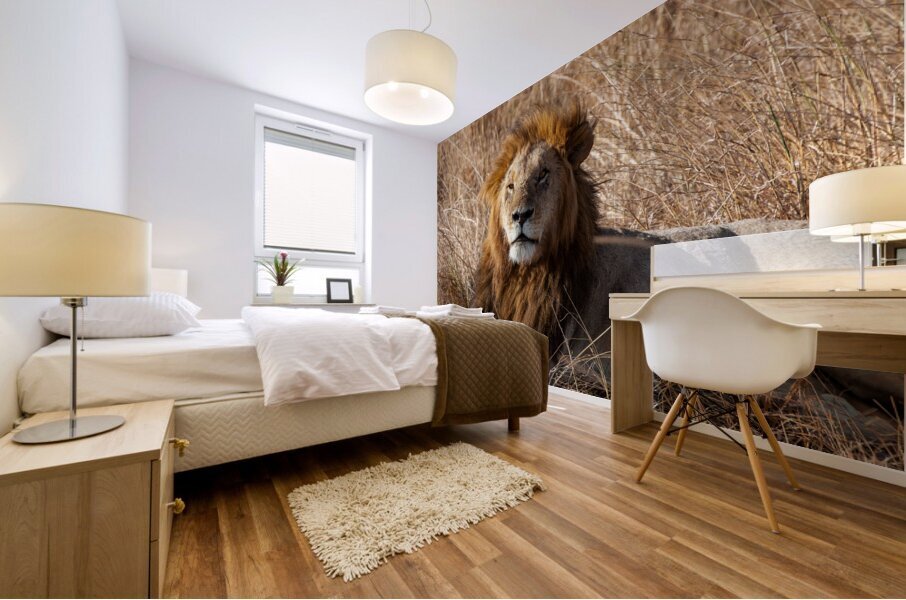 Lion Masai Mara kenya Africa Mural print