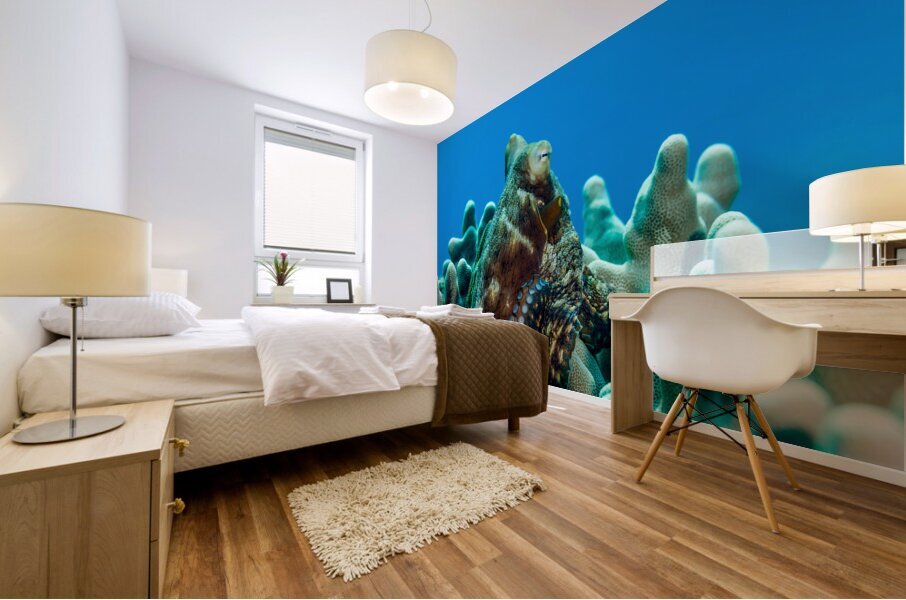 Octopus Hawaii big island Mural print