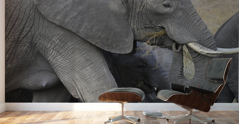 African grey elephants Amboseli National Park Kenya Wall Murals
