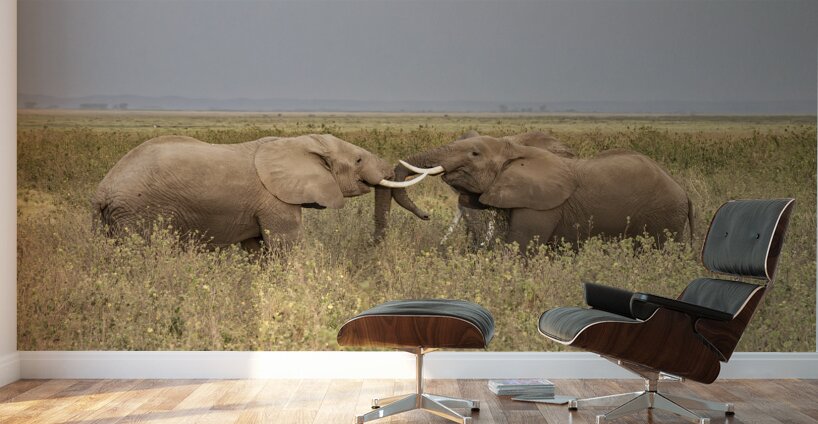 African elephant Amboseli National Park Kenya Wall Murals