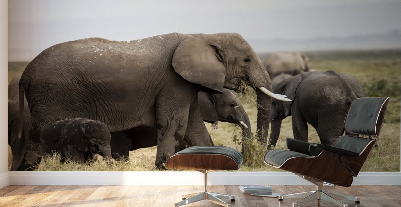 African elephants Amboseli National Park Kenya Wall Murals