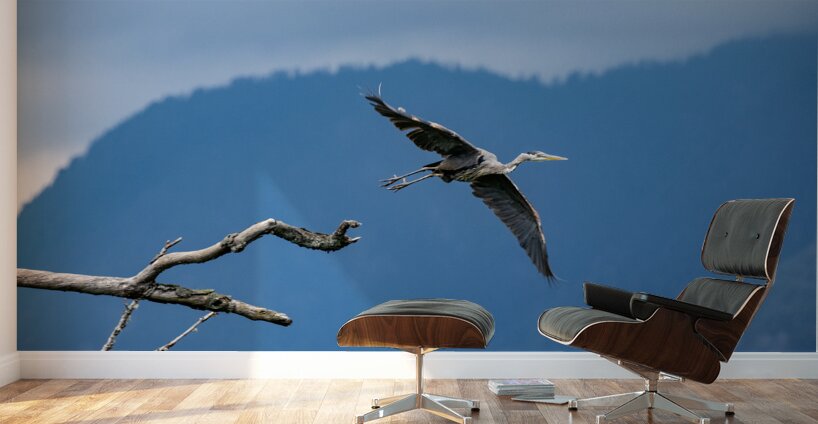 Great blue heron Pitt lake B.C Wall Murals