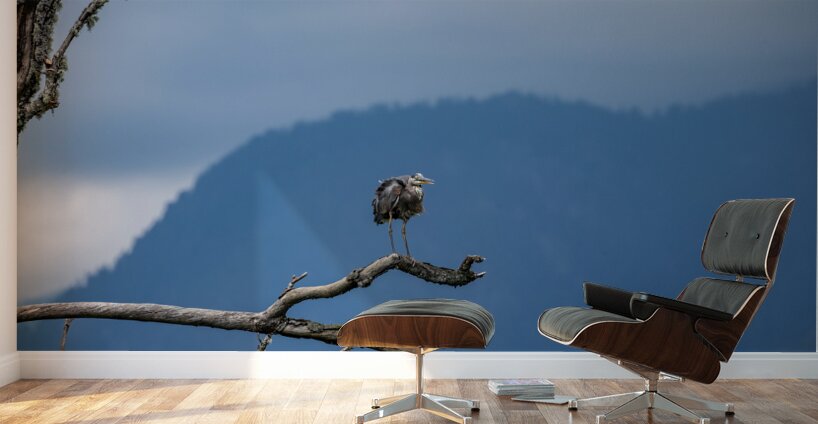 Great blue heron Pitt lake B.C Wall Murals
