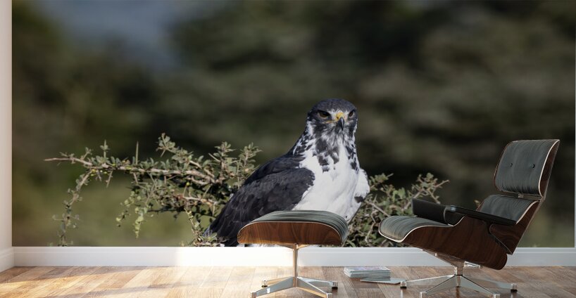 Augur Buzzard Lake Nakuru Lodge Africa  Wall Murals