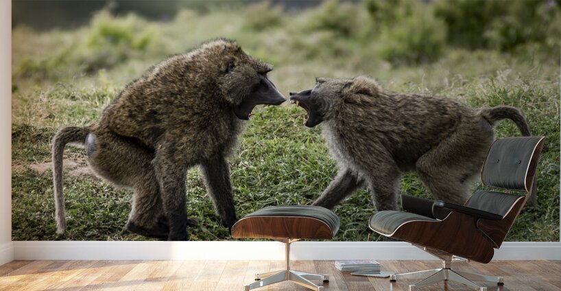 Baboons Lake Nakuru kenya Wall Murals