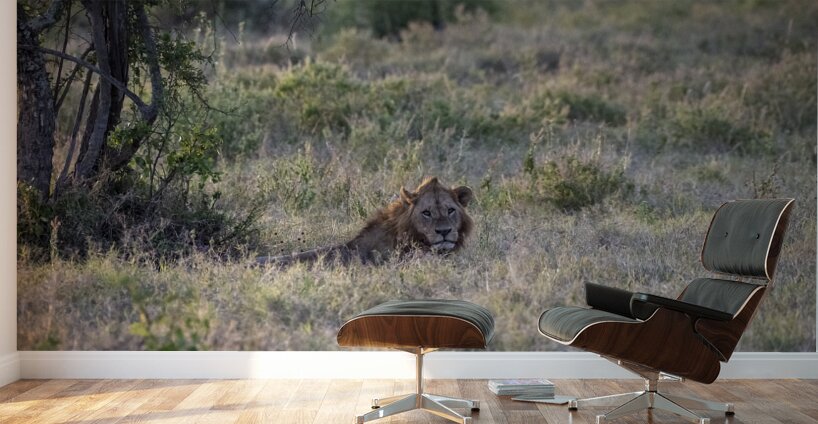 Lion Lake Nakuru kenya Wall Murals