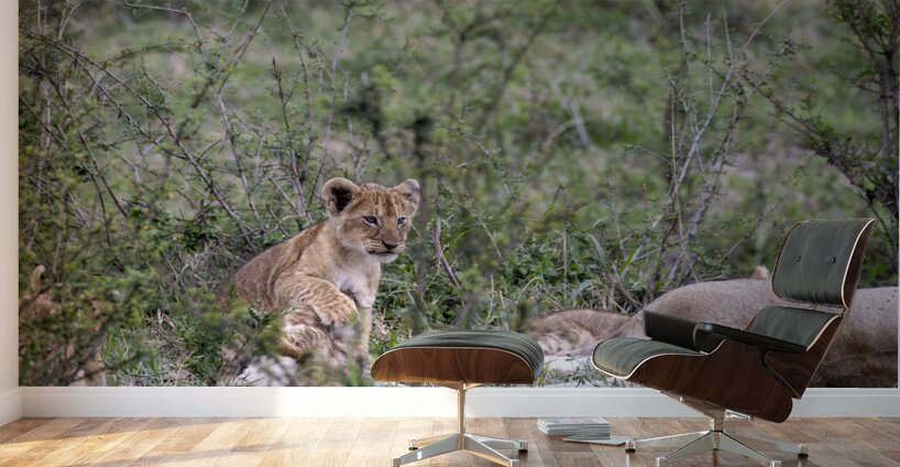Lion cub masai mara Wall Murals