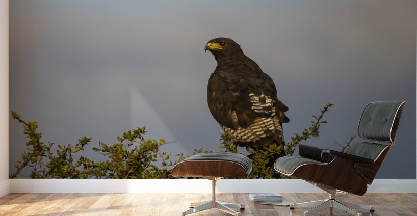 Hawk Lake Nakuru kenya Wall Murals