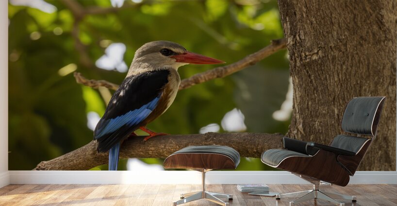 Grey headed kingfisher Amboseli National Park Kenya Wall Murals