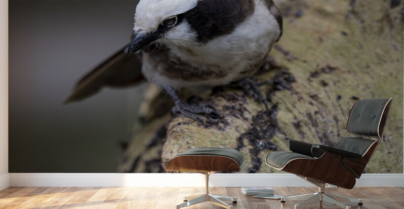 Southernwhite crowned shrike Sweetwaters kenya Wall Murals