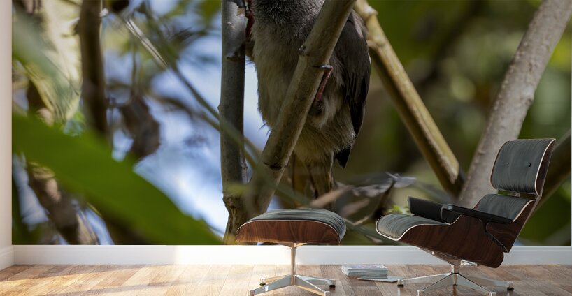 Speckled mousebird Sweetwaters kenya Wall Murals
