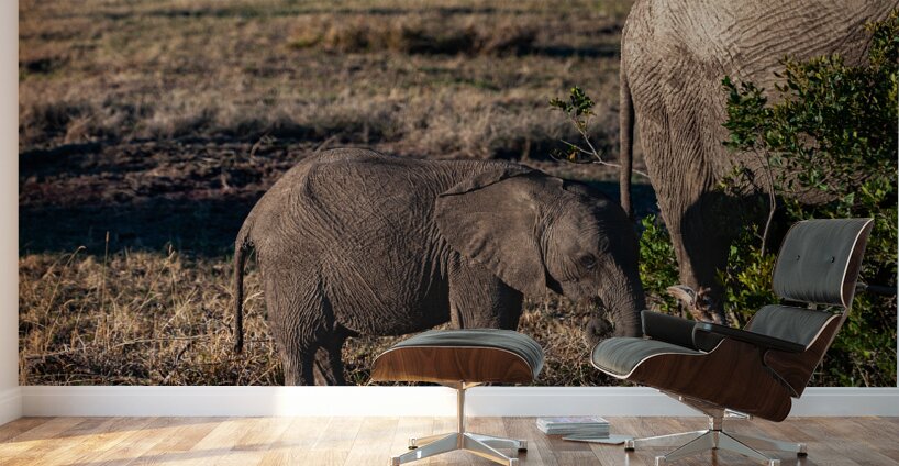 African elephant Wall Murals