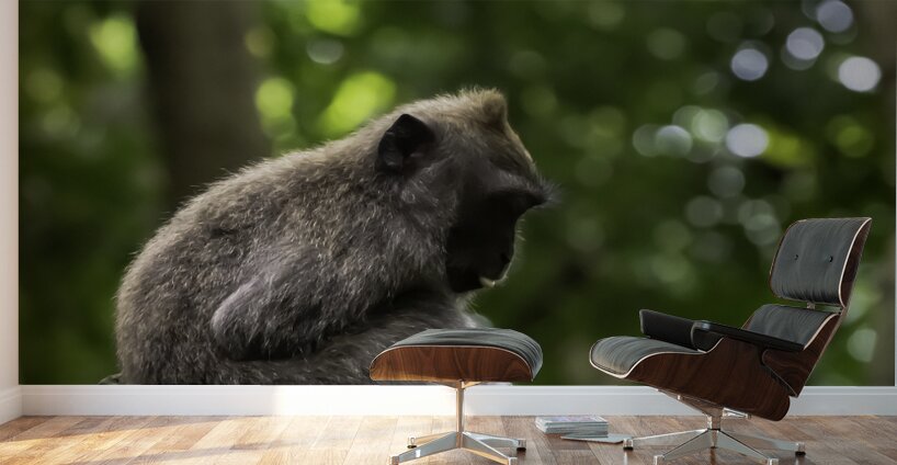 Monkey Forest Bali Wall Murals